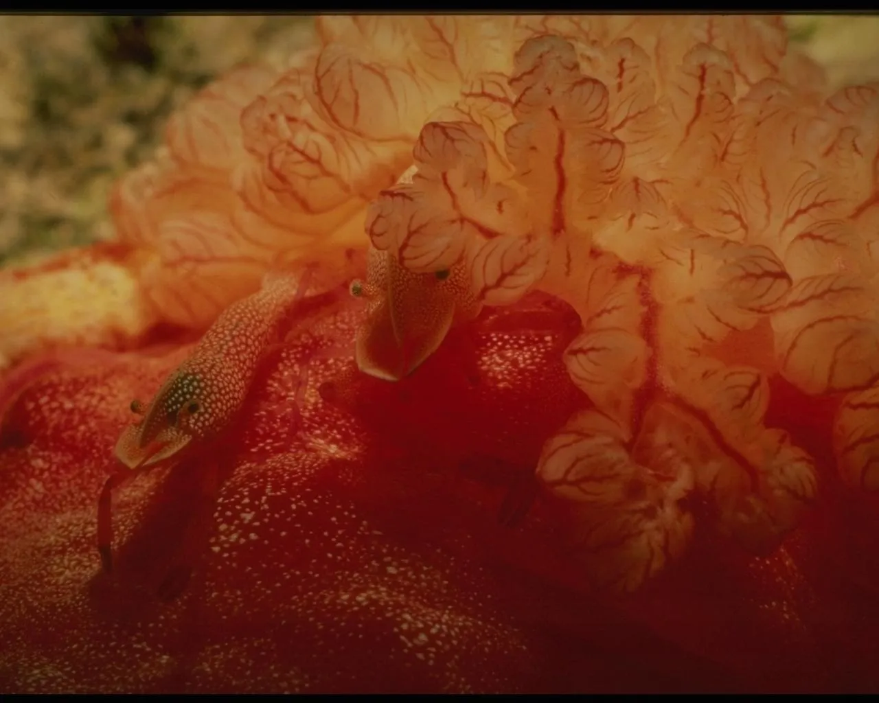 Two small shrimp with white speckles are perched on a bright red and orange coral formation.