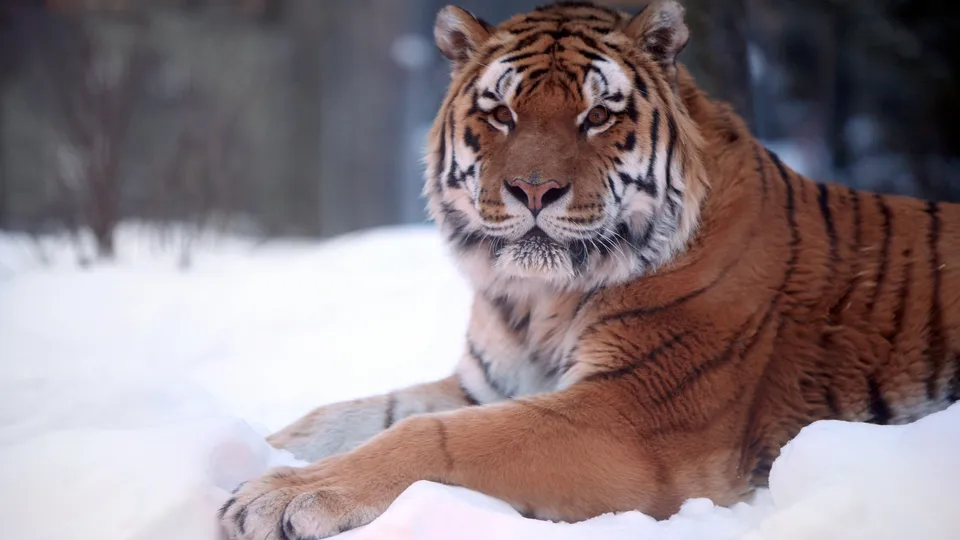 A Siberian tiger rests in a snowy environment.