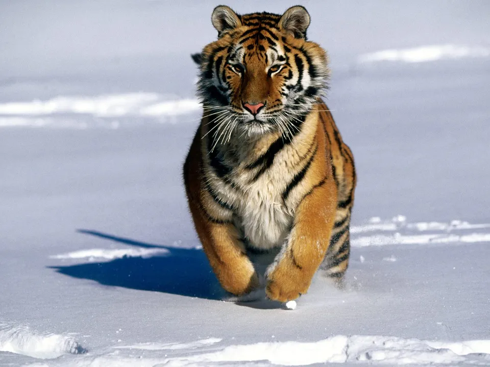 A Siberian tiger runs forward through a snowy landscape, kicking up snow.