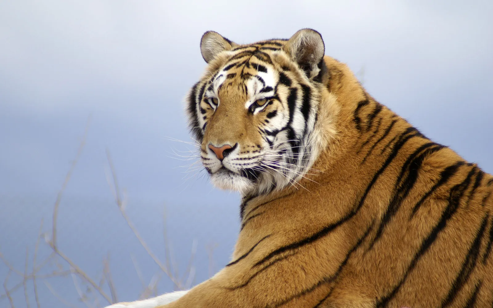 Close-up portrait of a Siberian tiger with striking orange and black fur, looking to the left against a soft blue background.