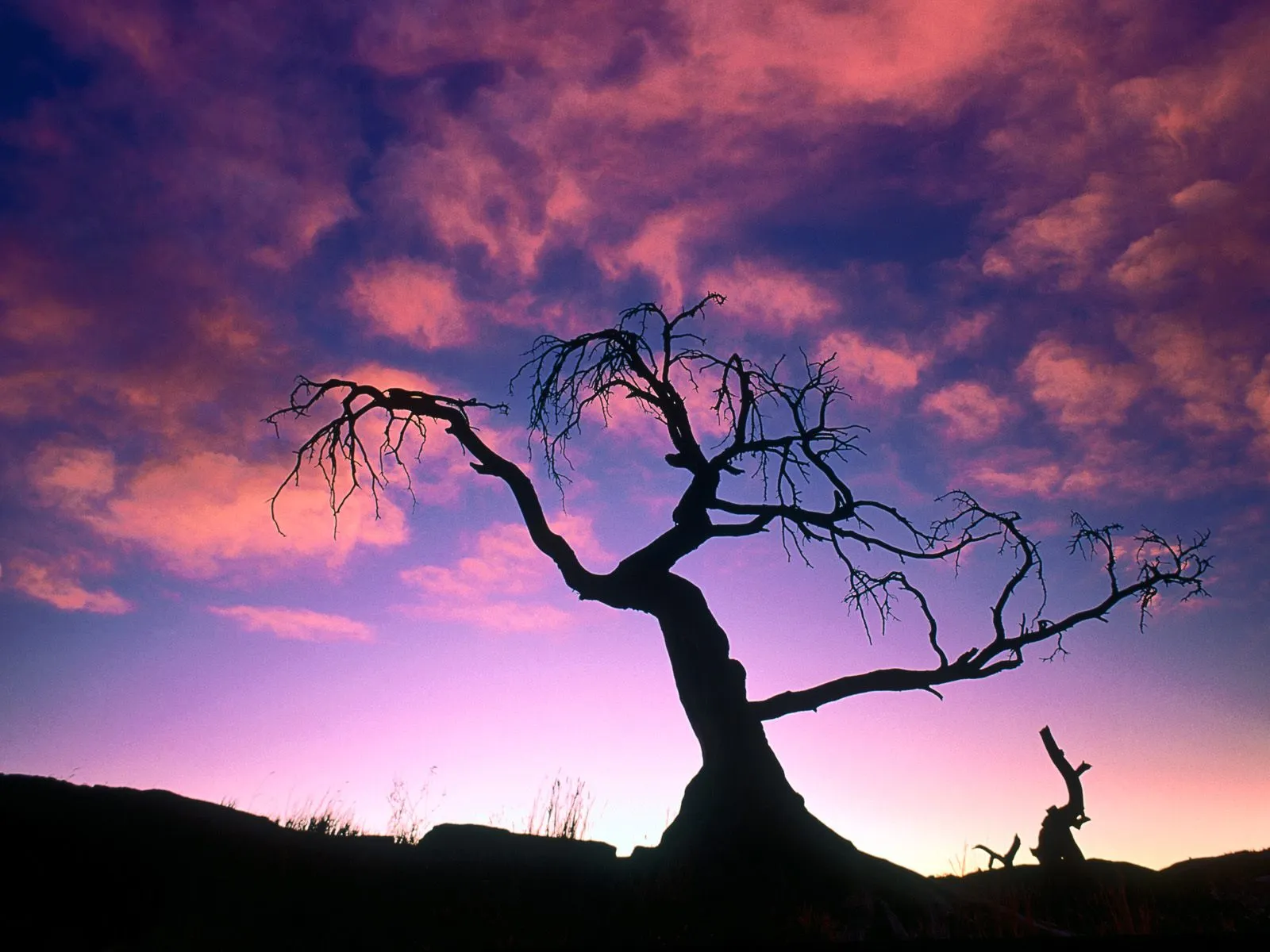 A silhouetted dead tree stands against a vibrant purple and pink sunset sky with scattered clouds.