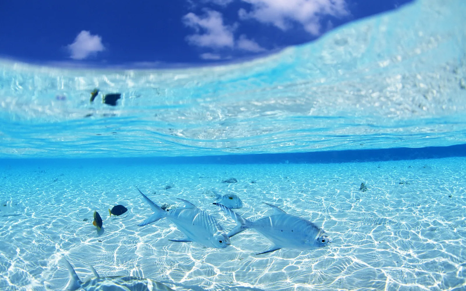 Several silver fish swim in shallow, sunlit turquoise water above a sandy ocean floor.