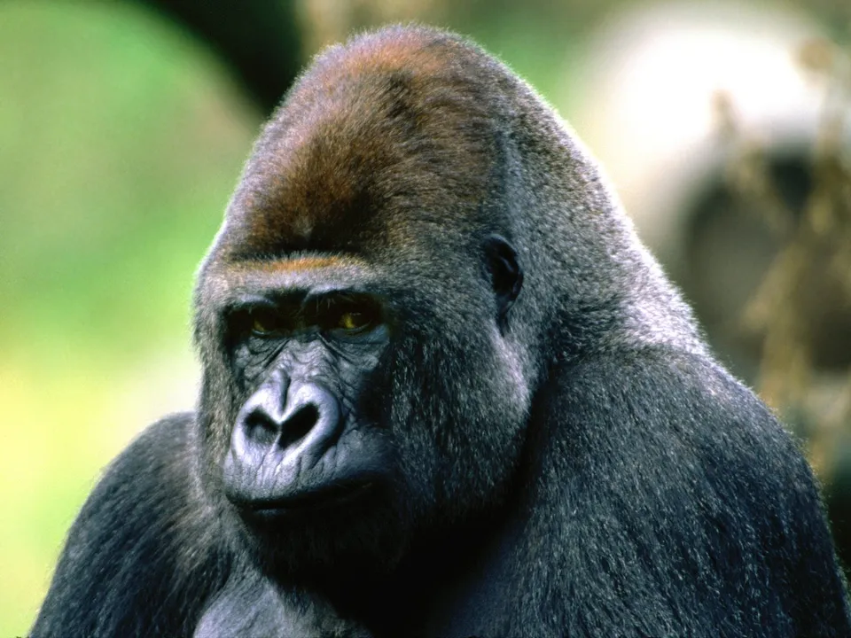 A close-up portrait of a silverback gorilla with a thoughtful expression, its fur texture and facial details highlighted by soft lighting.