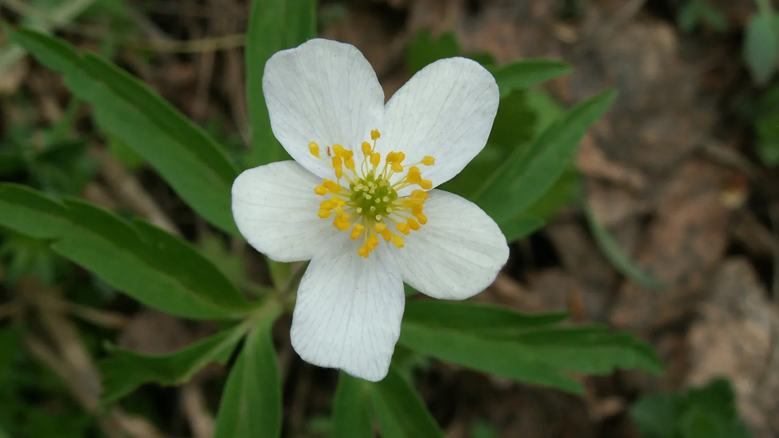 A single white wood anemone flower with delicate petals and bright yellow stamens is in full bloom.