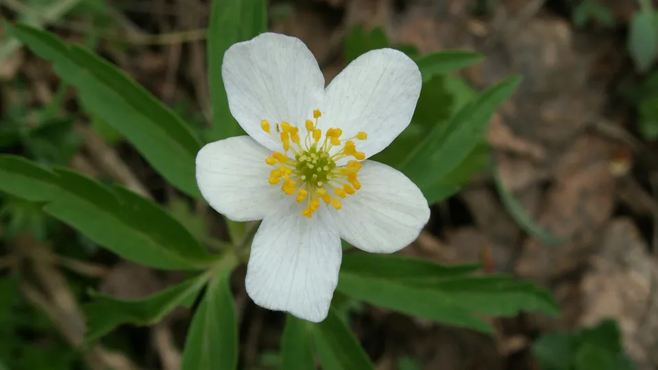 A single white wood anemone flower with delicate petals and bright yellow stamens is in full bloom.