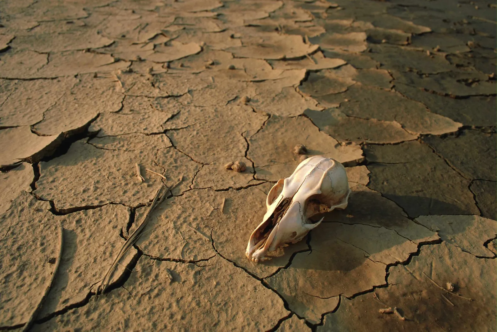 A bleached animal skull rests on parched, cracked earth.
