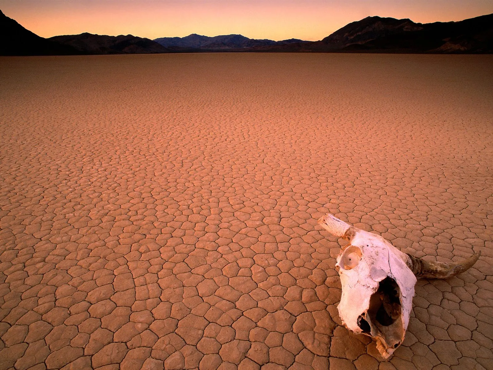 A cow skull rests on cracked dry earth with mountains in the background at sunset.