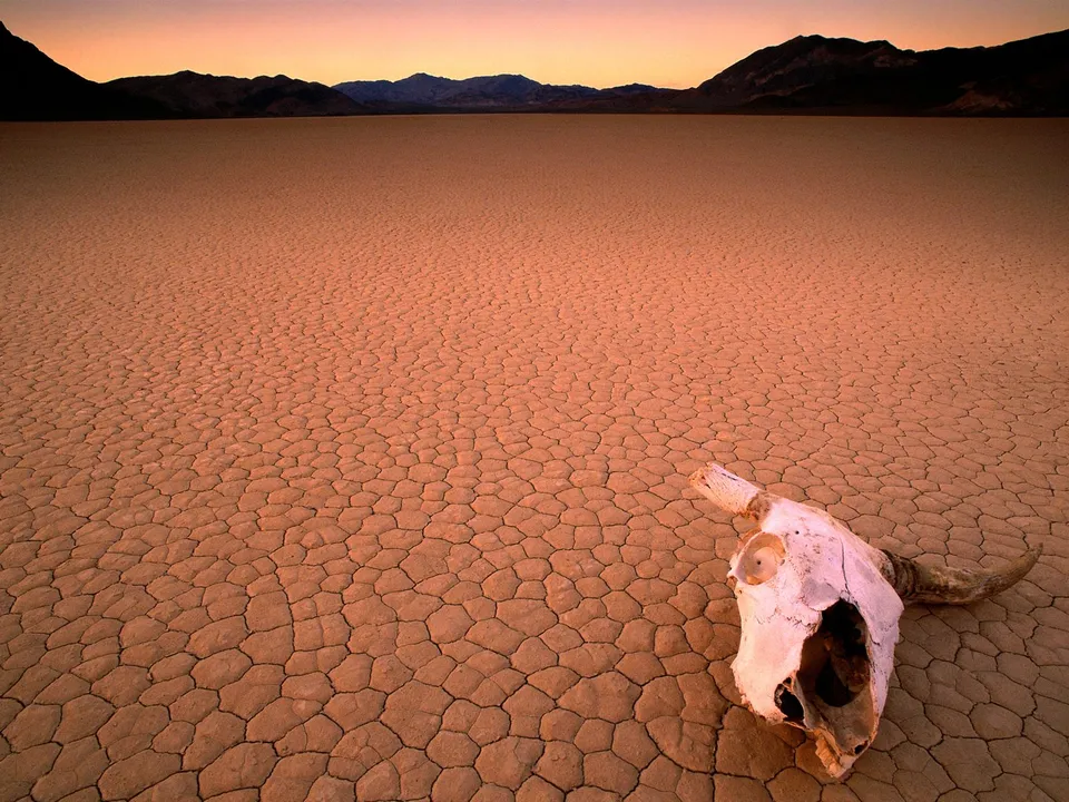 A cow skull rests on cracked dry earth with mountains in the background at sunset.