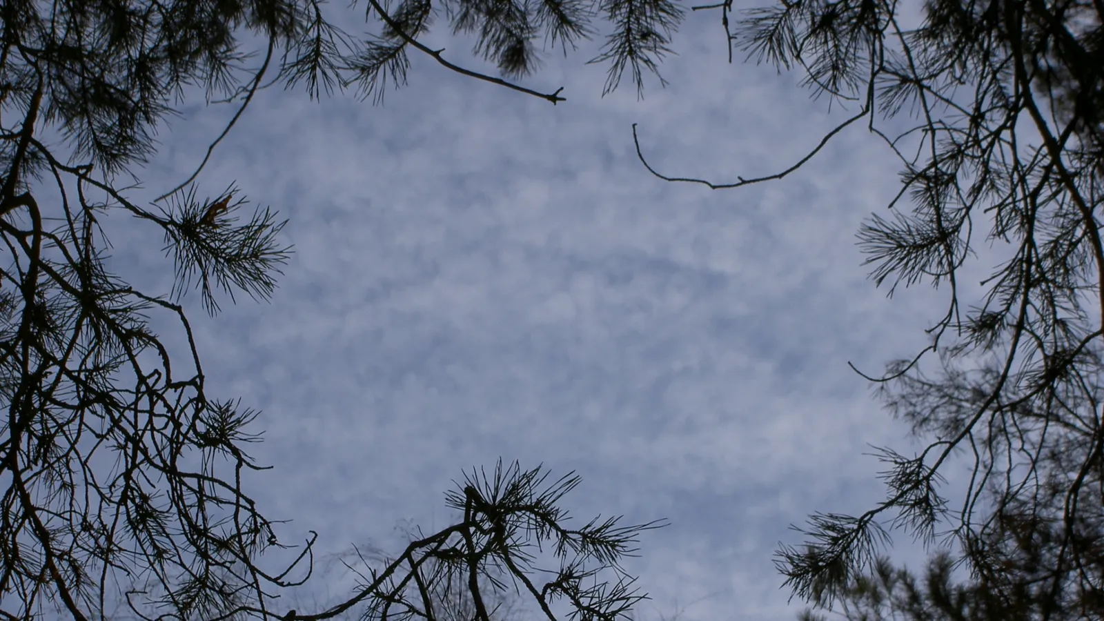 Silhouette of pine branches framing a cloudy sky.