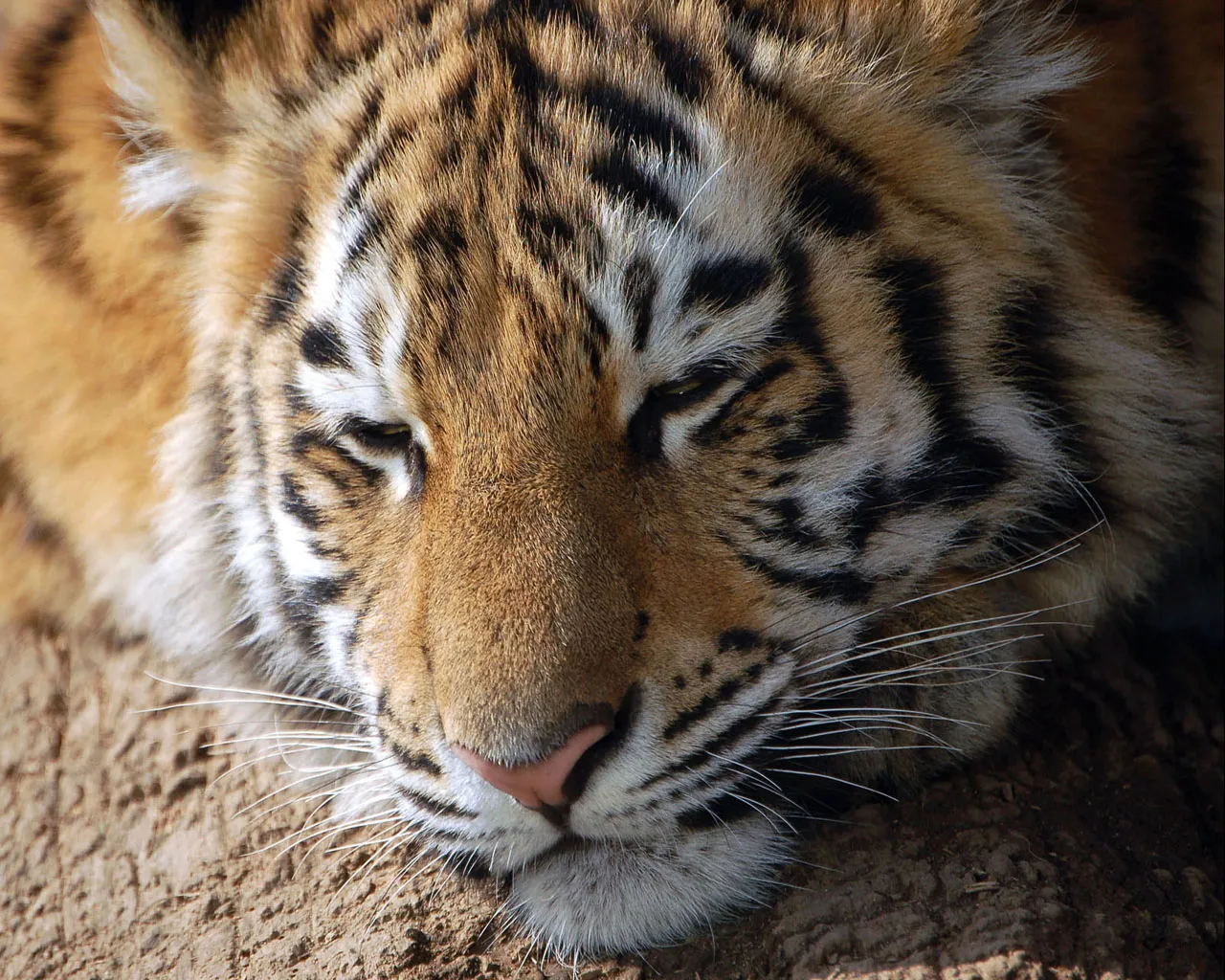 A close-up of a tiger's face as it sleeps, showing its fur, stripes, and whiskers.