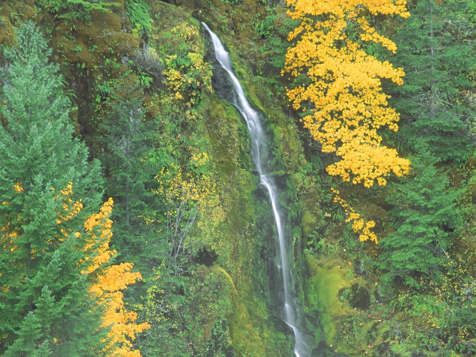 A slender waterfall flows down a moss-covered cliff with vibrant green and yellow foliage.