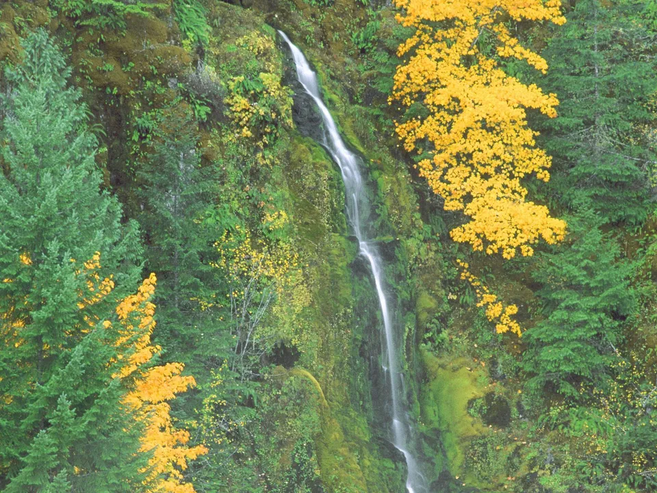A slender waterfall flows down a moss-covered cliff with vibrant green and yellow foliage.