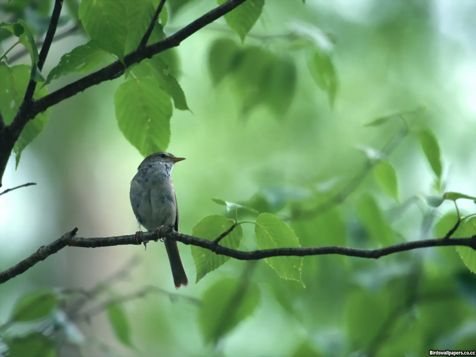 A small bird with grey and brown feathers sits on a dark tree branch, surrounded by green leaves.