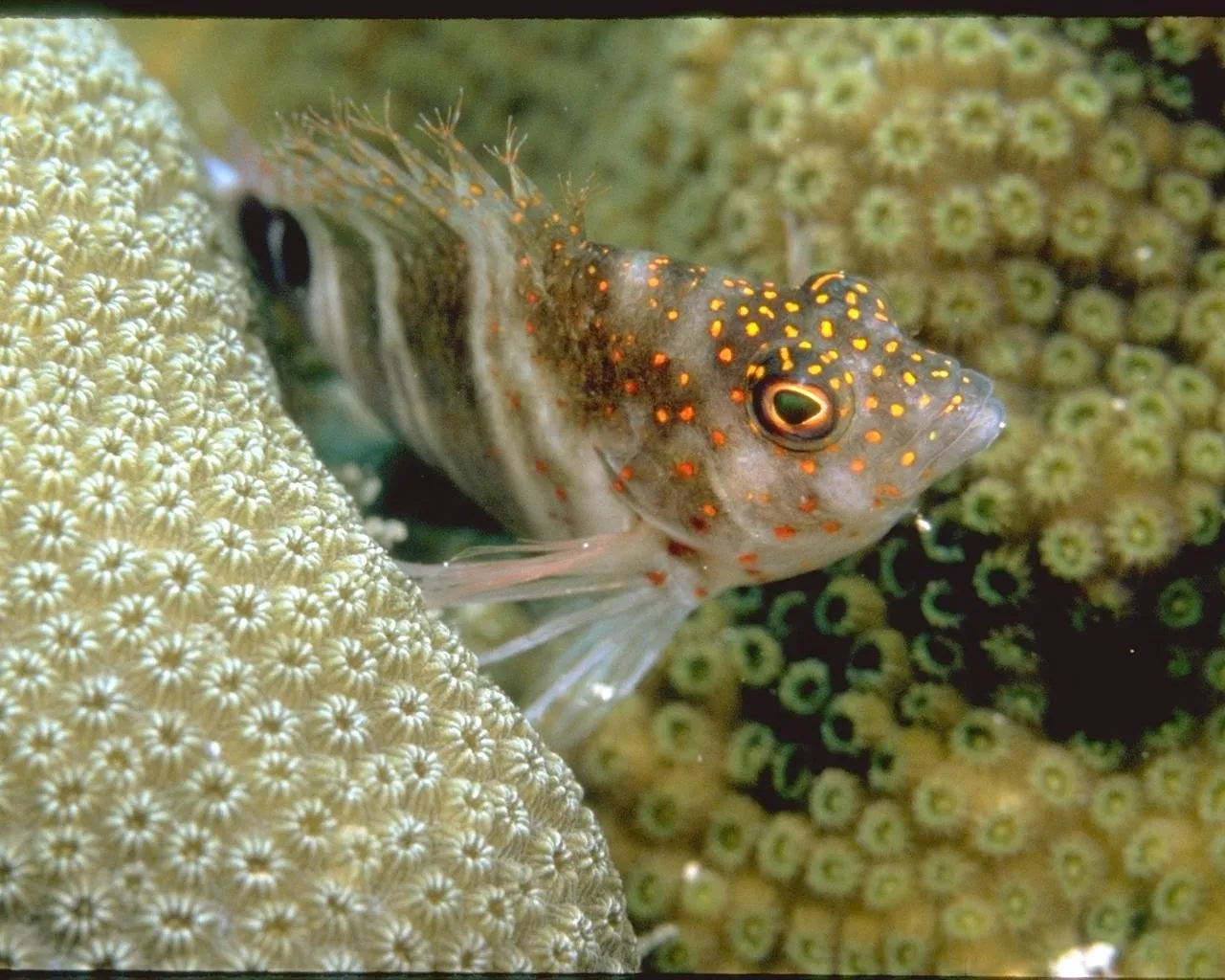 A small fish with orange spots and striped body peeks out from behind a textured coral formation.