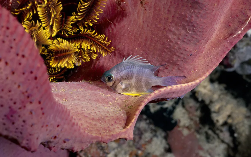 A small, light-colored fish with a yellow stripe rests inside a large, pinkish-purple sea sponge with yellow feathery organisms nearby.