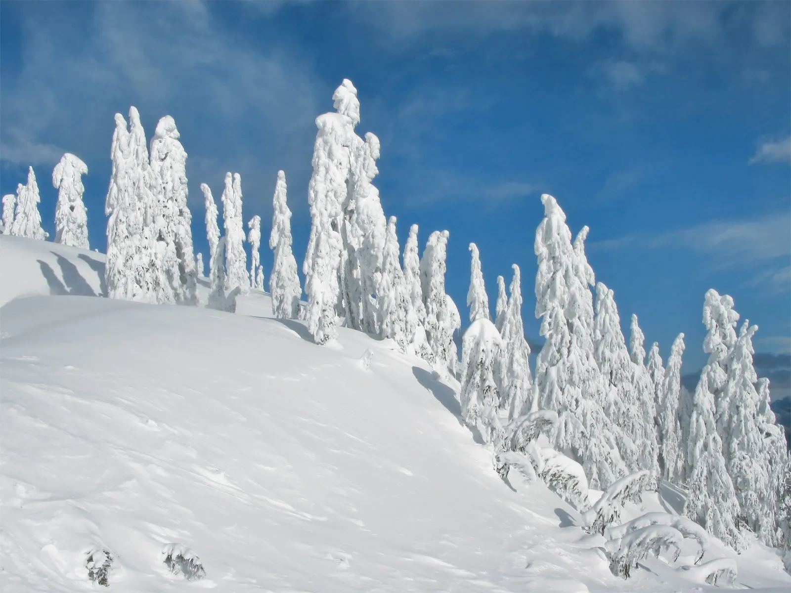 A line of snow-covered evergreen trees on a snowy slope under a bright blue sky with scattered clouds.