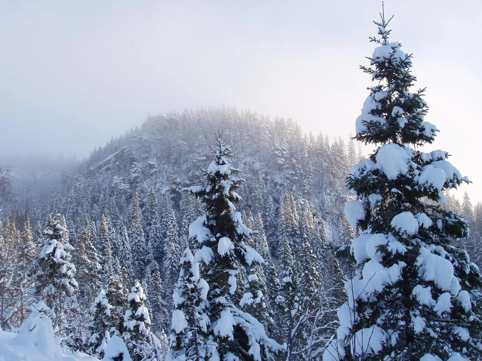 Snow-covered pine trees stand in a winter forest under a bright, hazy sky.
