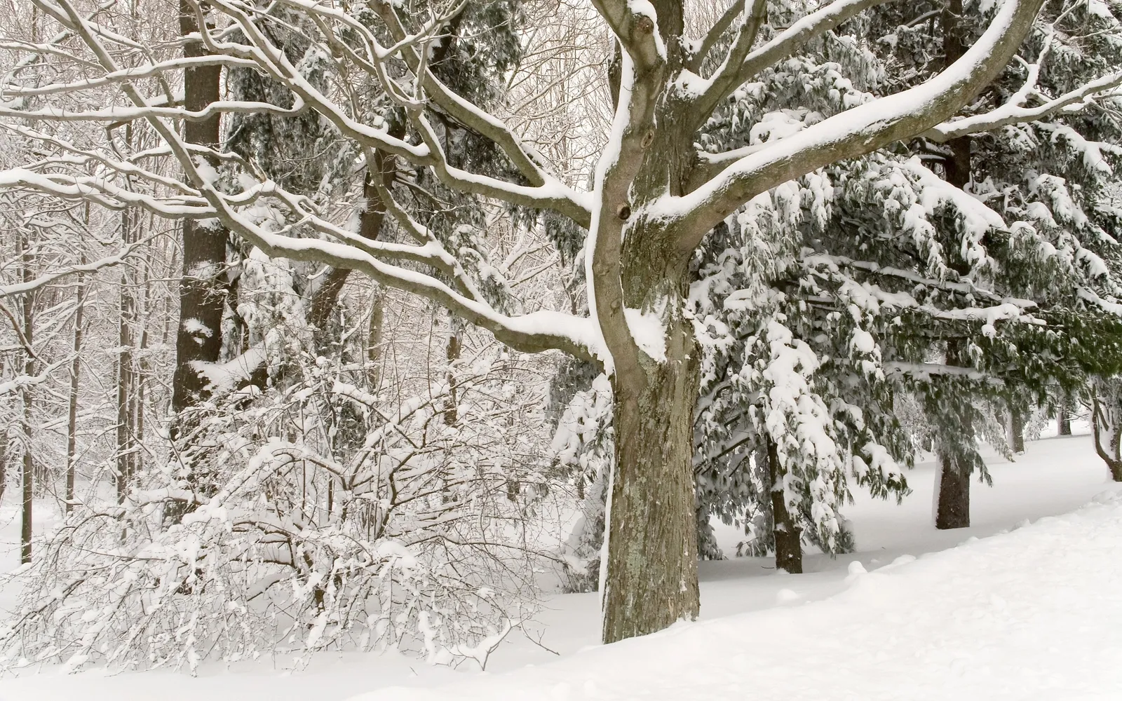 Snow covers the bare branches of a large tree in a winter forest.