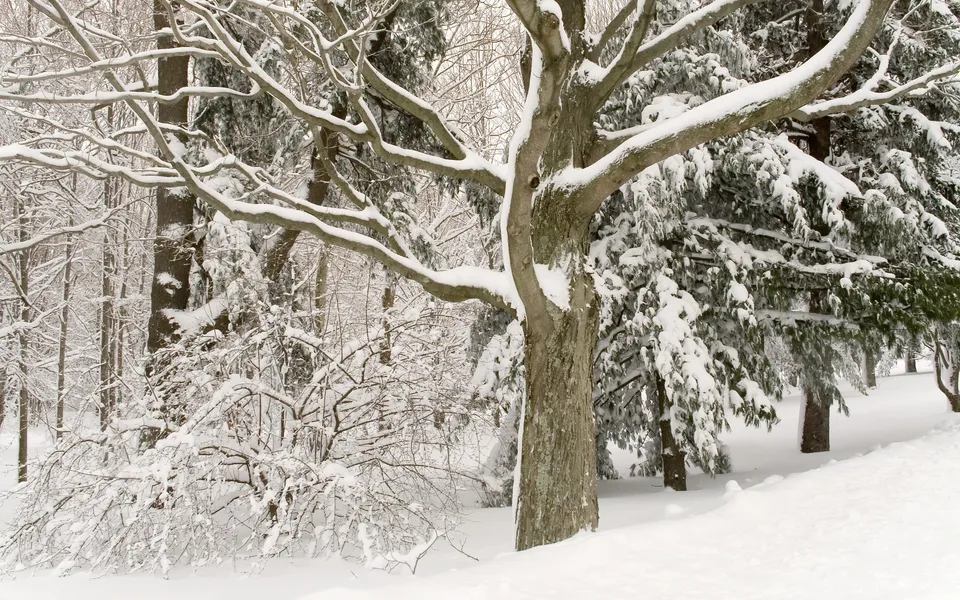 Snow covers the bare branches of a large tree in a winter forest.