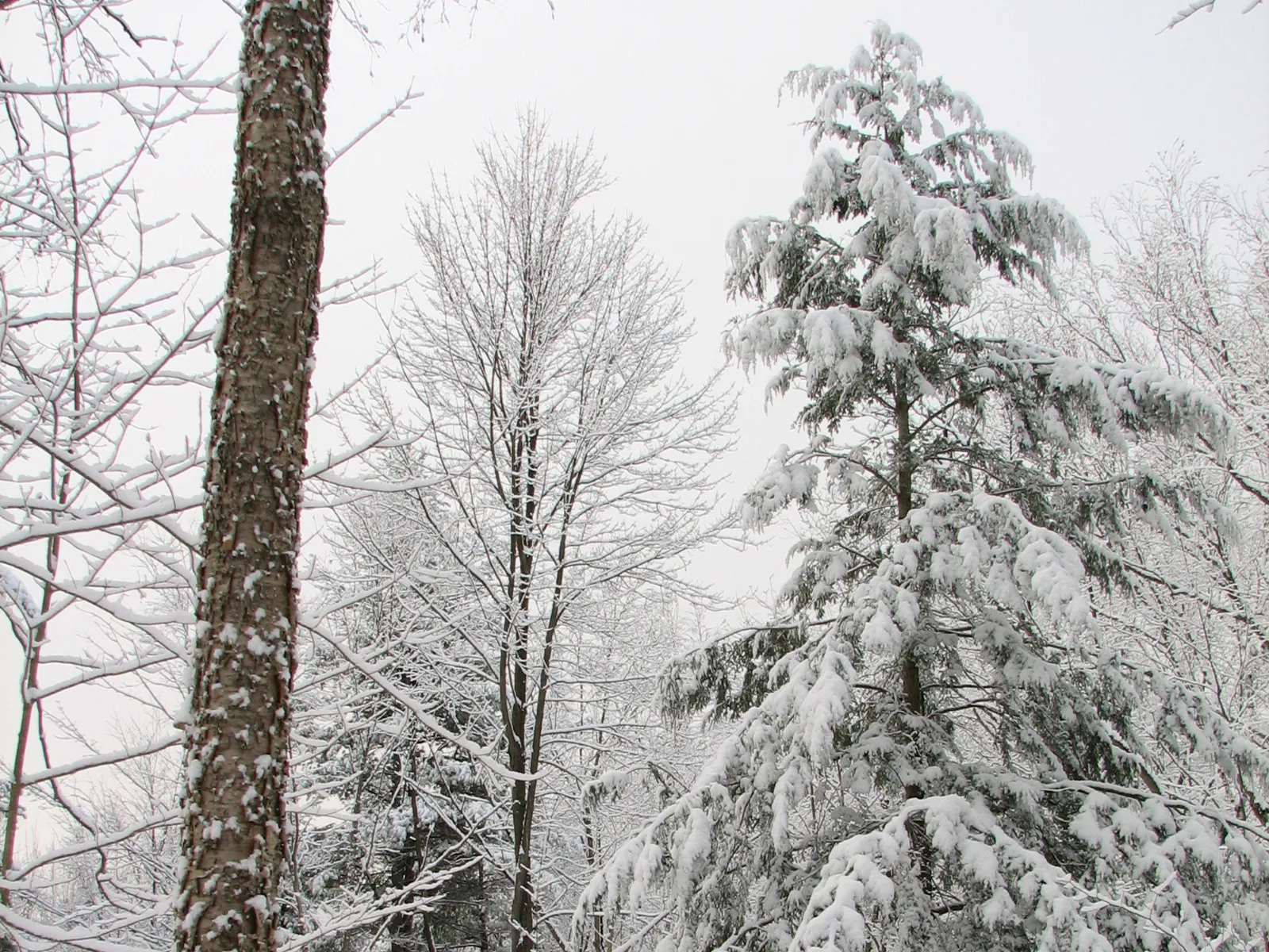 A snow-covered evergreen tree reaches towards an overcast sky in a winter forest.