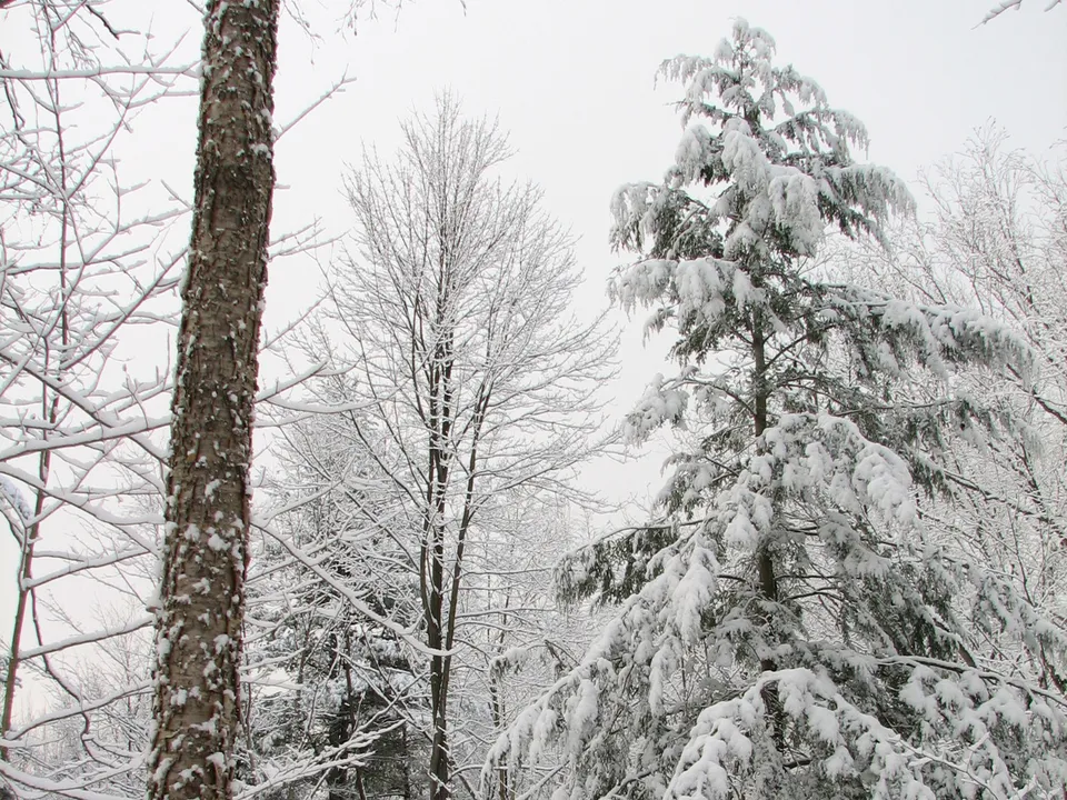 A snow-covered evergreen tree reaches towards an overcast sky in a winter forest.