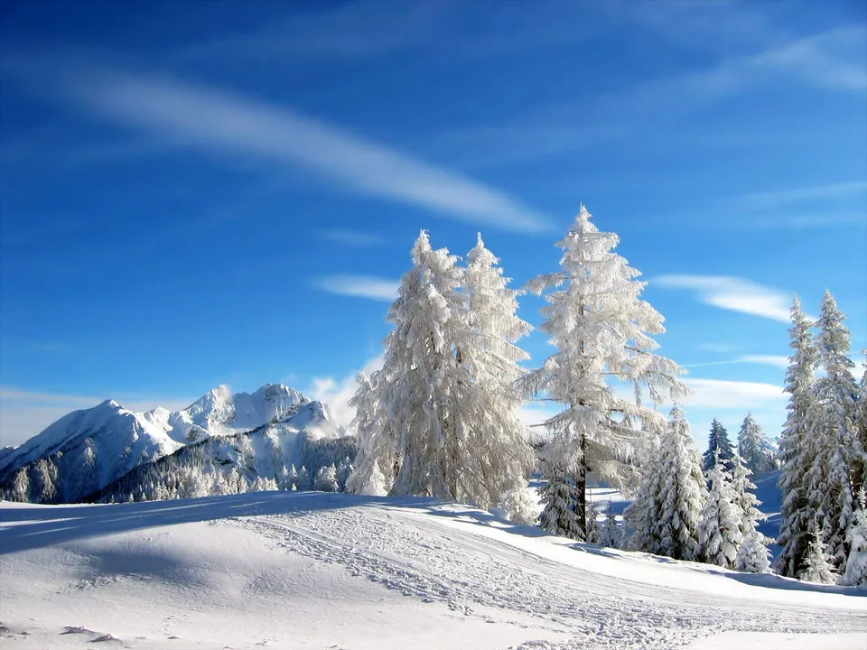 Snow-covered pine trees stand in the foreground with majestic, snow-capped mountains in the distance.