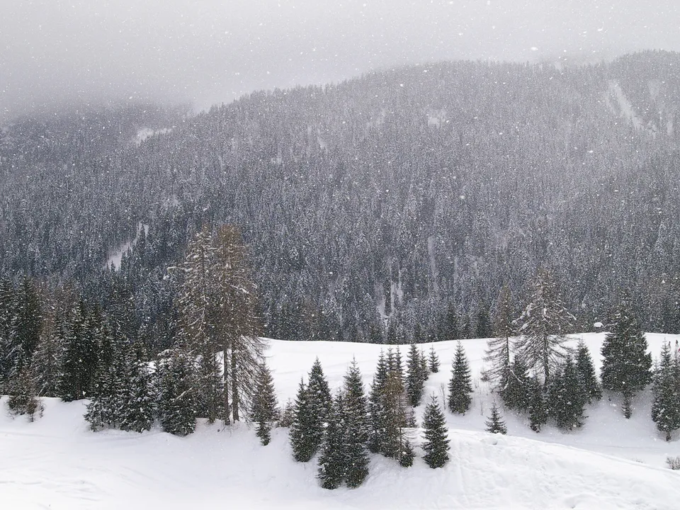 Snowfall descends on a dense, misty mountain forest with gray, diffused light.