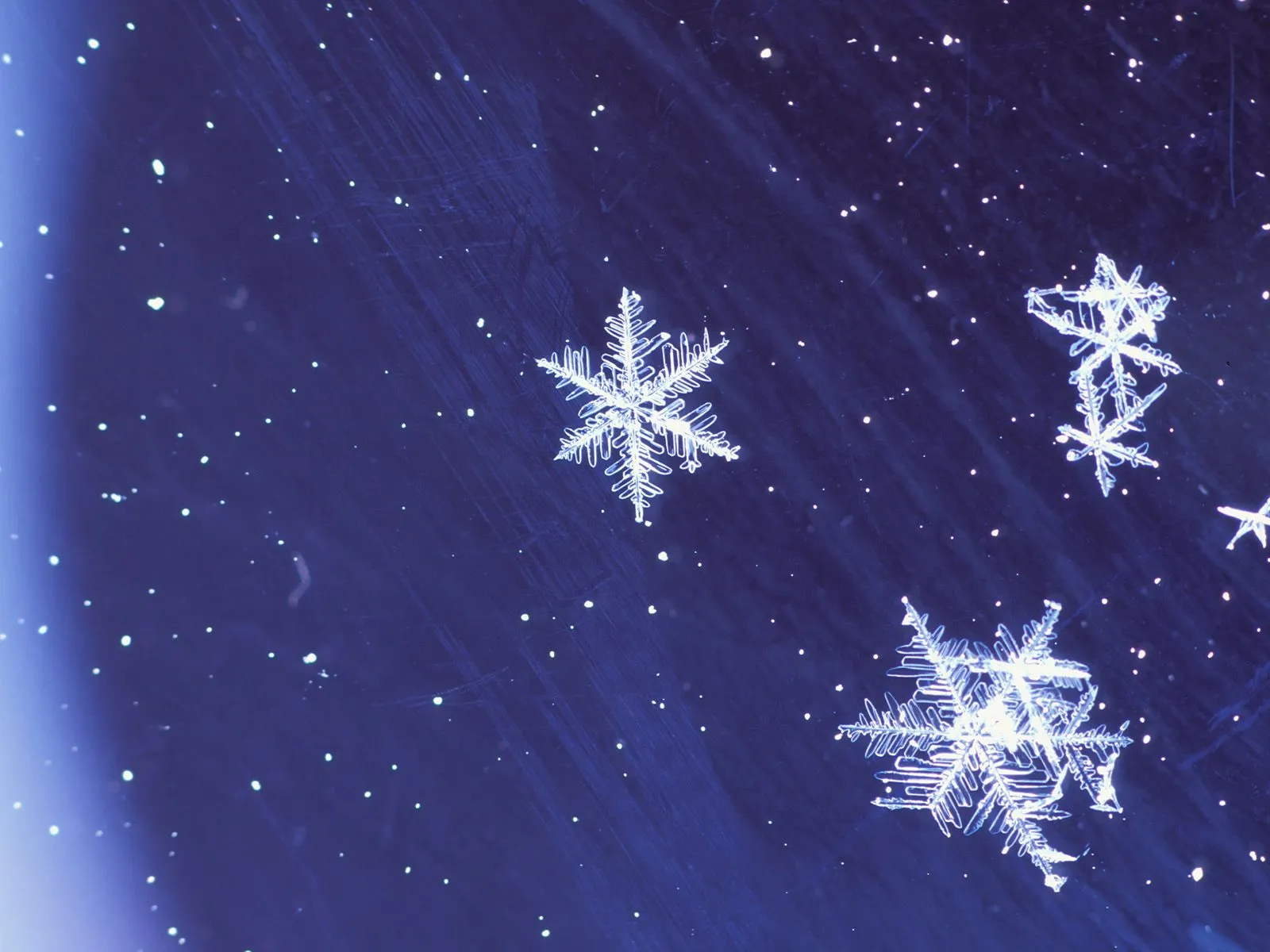 Close-up view of several intricate snowflakes against a dark blue, speckled background.