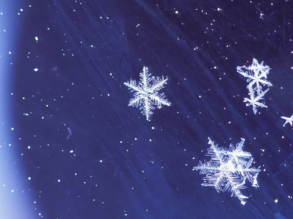Close-up view of several intricate snowflakes against a dark blue, speckled background.