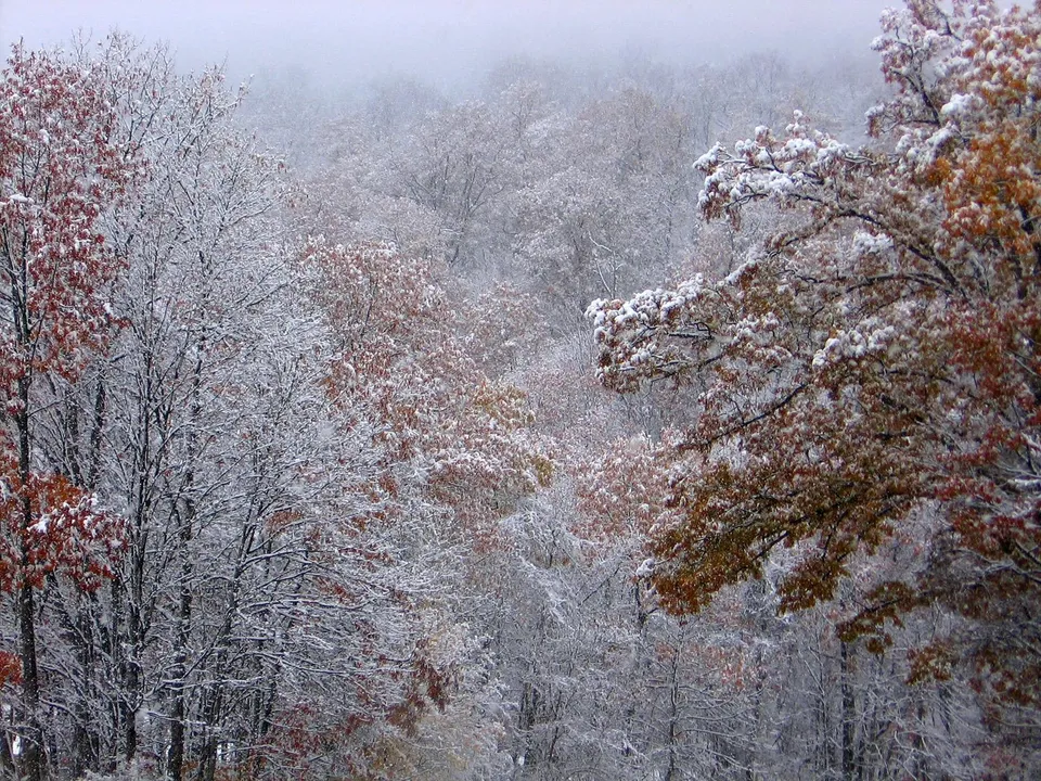 A forest scene with trees covered in snow, some still holding onto their autumn leaves.