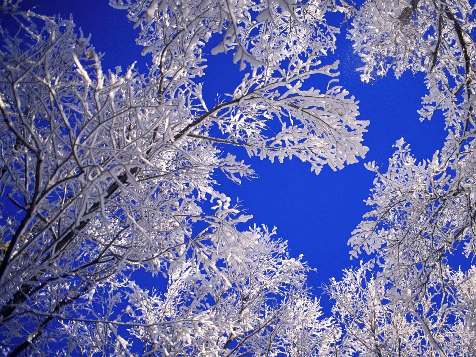 Looking up through snow-laden tree branches against a clear, bright blue sky.