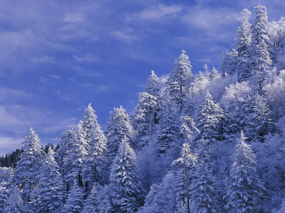 A dense forest of snow-covered evergreen trees under a bright blue sky with wispy clouds.