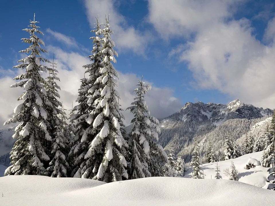 Snow-covered evergreen trees in the foreground with snow-capped mountains and a blue sky with clouds in the background.