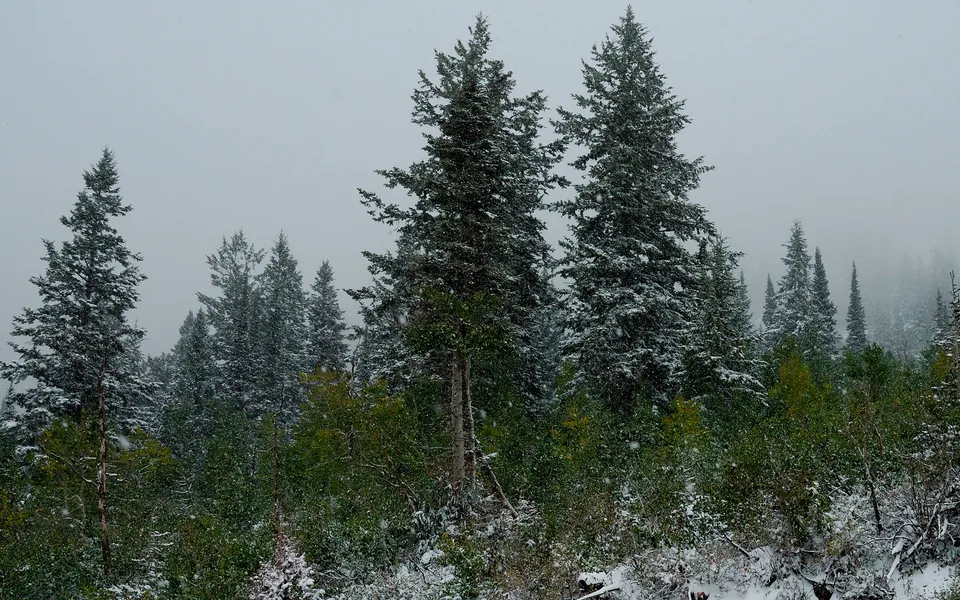 A forest of evergreen trees is dusted with fresh snow, with some green foliage visible.