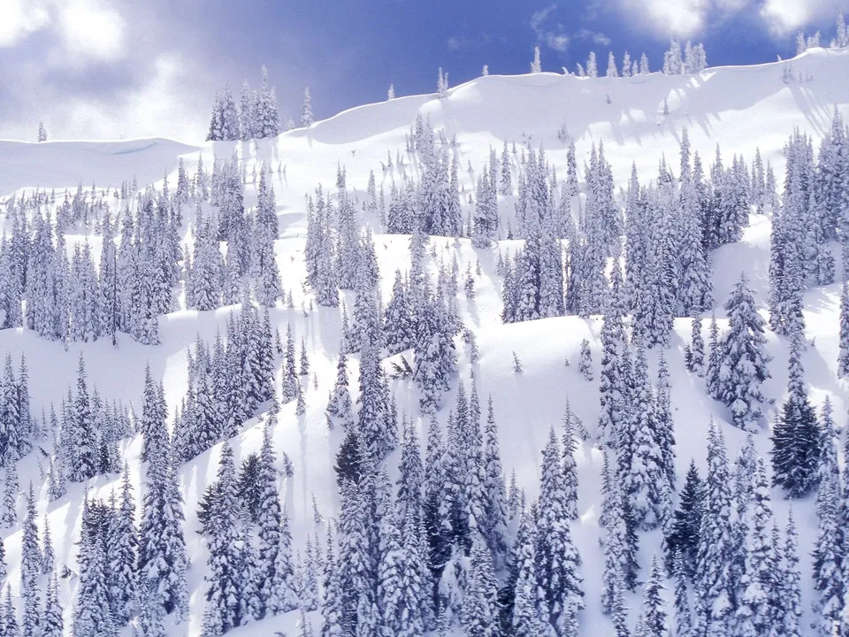 A dense forest of snow-covered evergreen trees on a mountain slope under a bright blue sky with clouds.