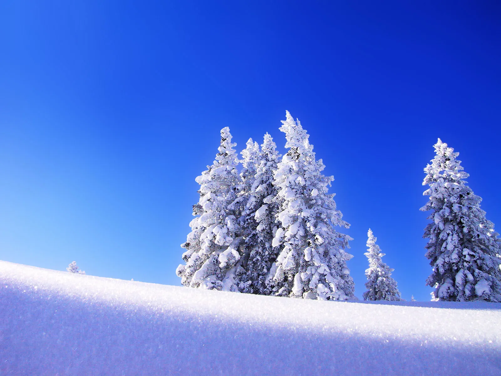 Snow-covered evergreen trees stand against a vibrant blue sky, with a snow-covered slope in the foreground.