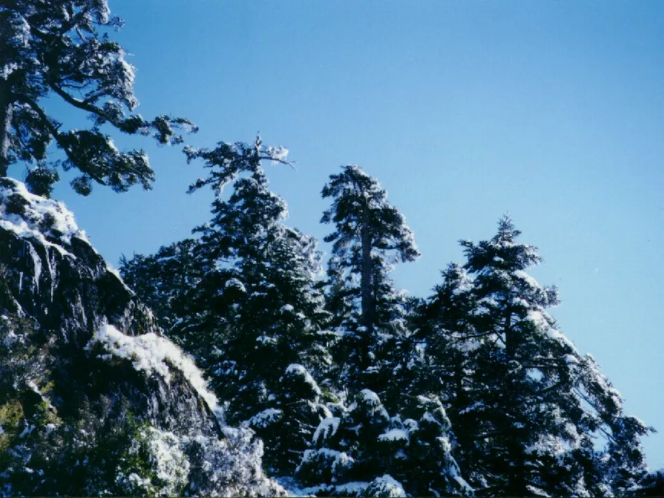 Snow covers the branches of evergreen trees on a rocky mountainside under a clear blue sky.