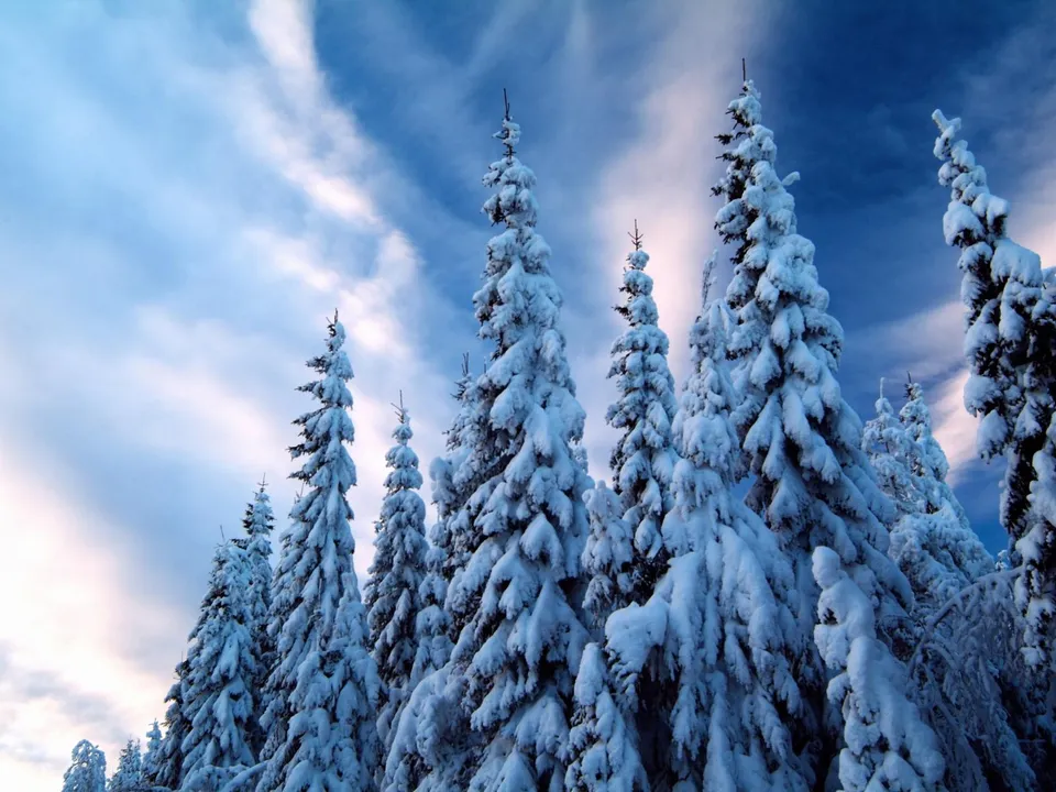Tall evergreen trees heavily laden with snow stand against a dramatic blue sky with wispy clouds.