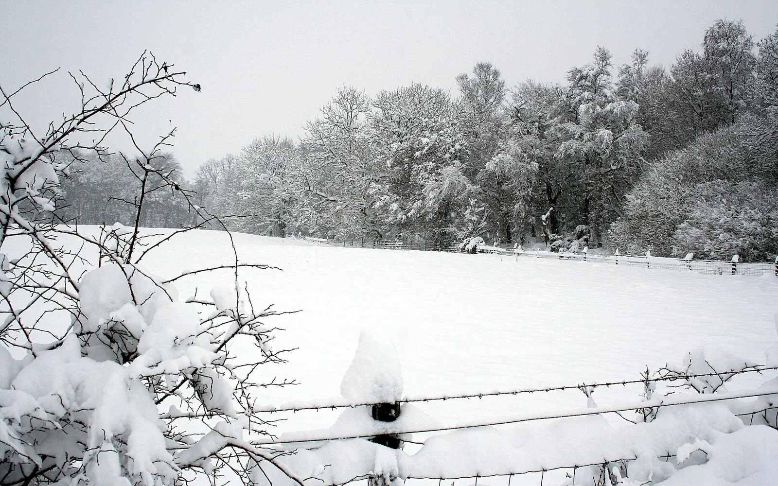 A snow-covered field and trees are visible behind a barbed wire fence in a winter scene.