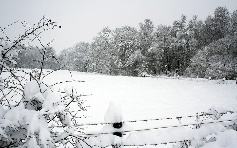 A snow-covered field and trees are visible behind a barbed wire fence in a winter scene.