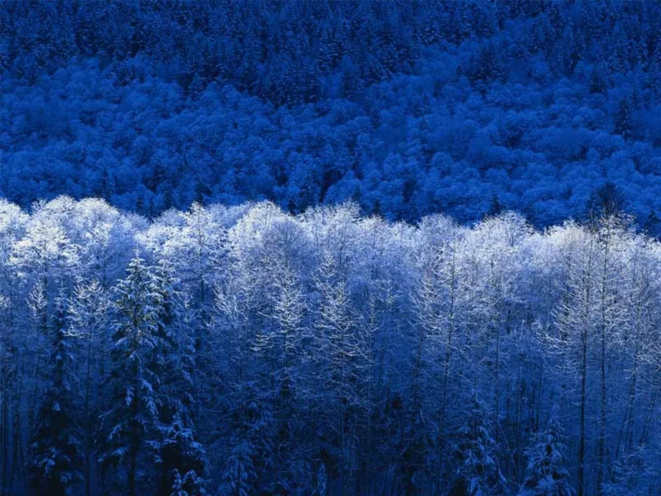 A dense forest covered in snow, with the upper canopy appearing deep blue and the lower canopy a bright white.