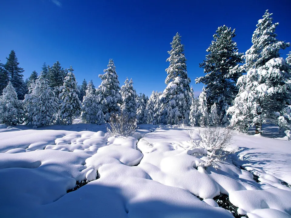 A winter landscape with snow-covered pine trees and a clear blue sky.