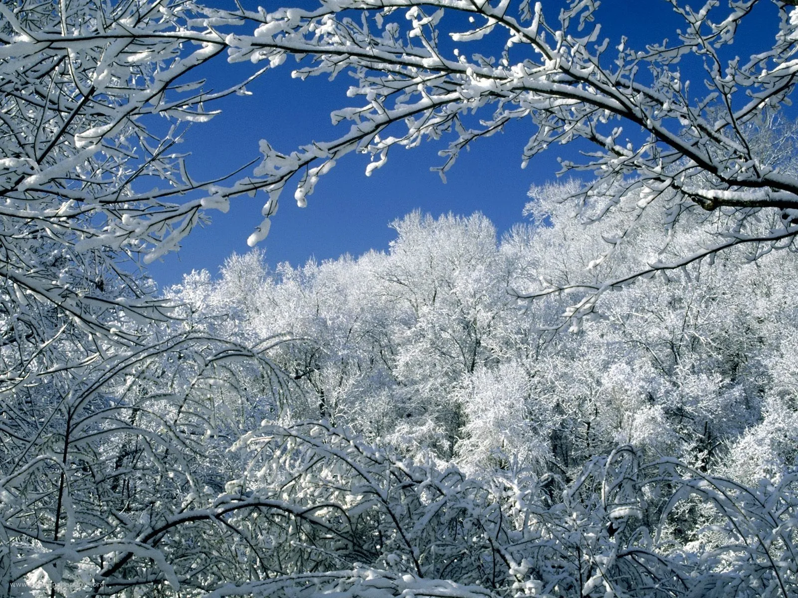 Snow-covered trees and branches frame a view of a dense forest under a bright blue sky.