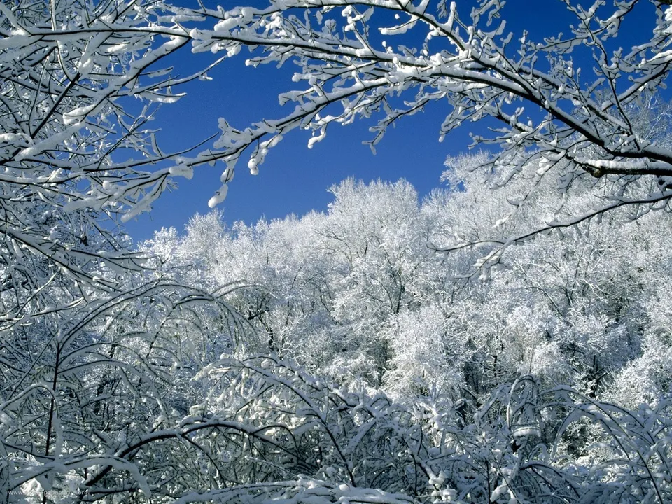 Snow-covered trees and branches frame a view of a dense forest under a bright blue sky.