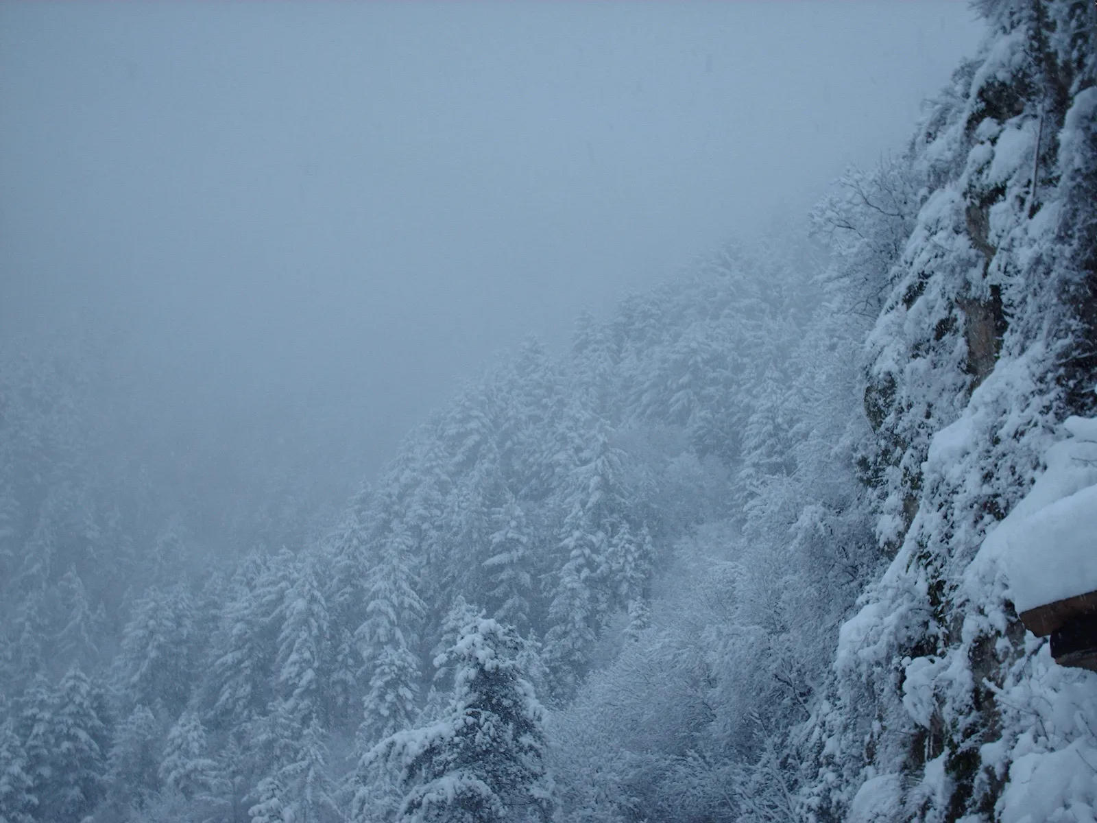 A dense forest covered in snow is shrouded in mist, with a snow-covered cliff face on the right.
