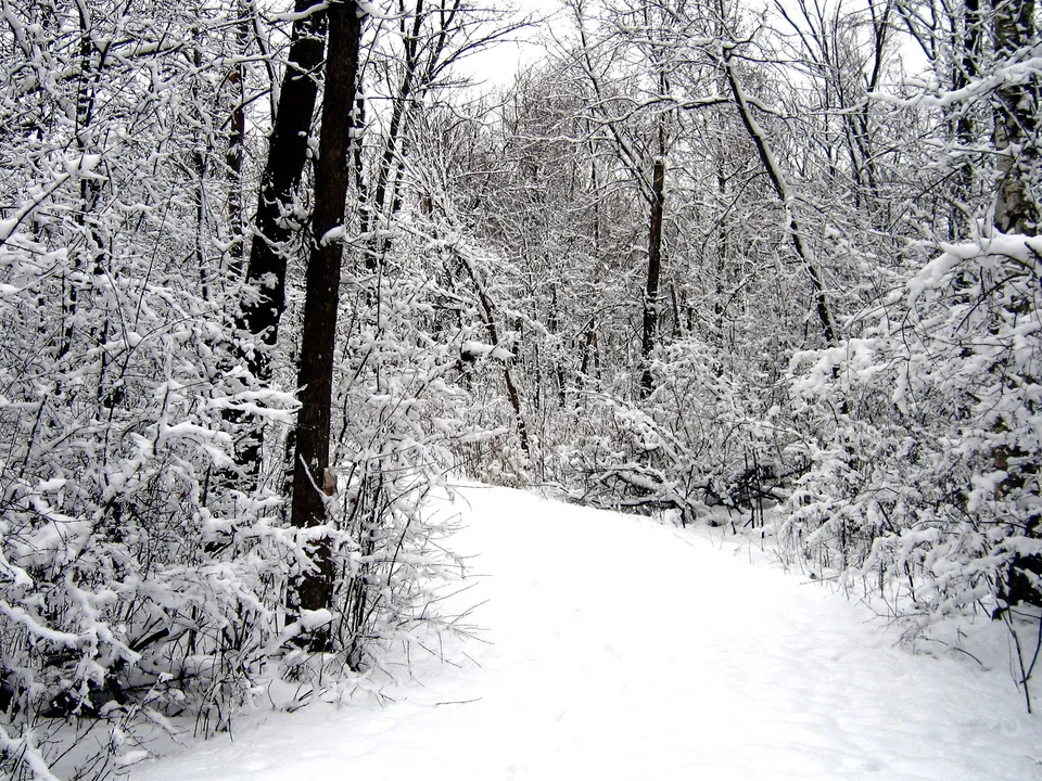 A snowy path winds through a forest with snow-covered trees and an overcast sky.