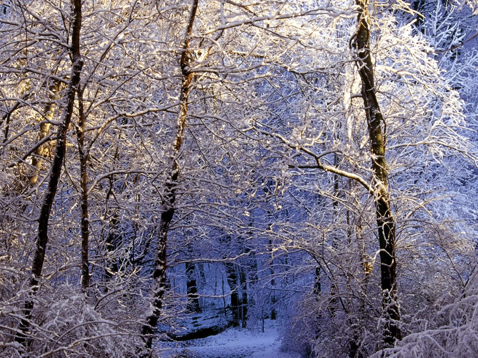 A path covered in snow winds through a forest with trees heavily laden with snow.