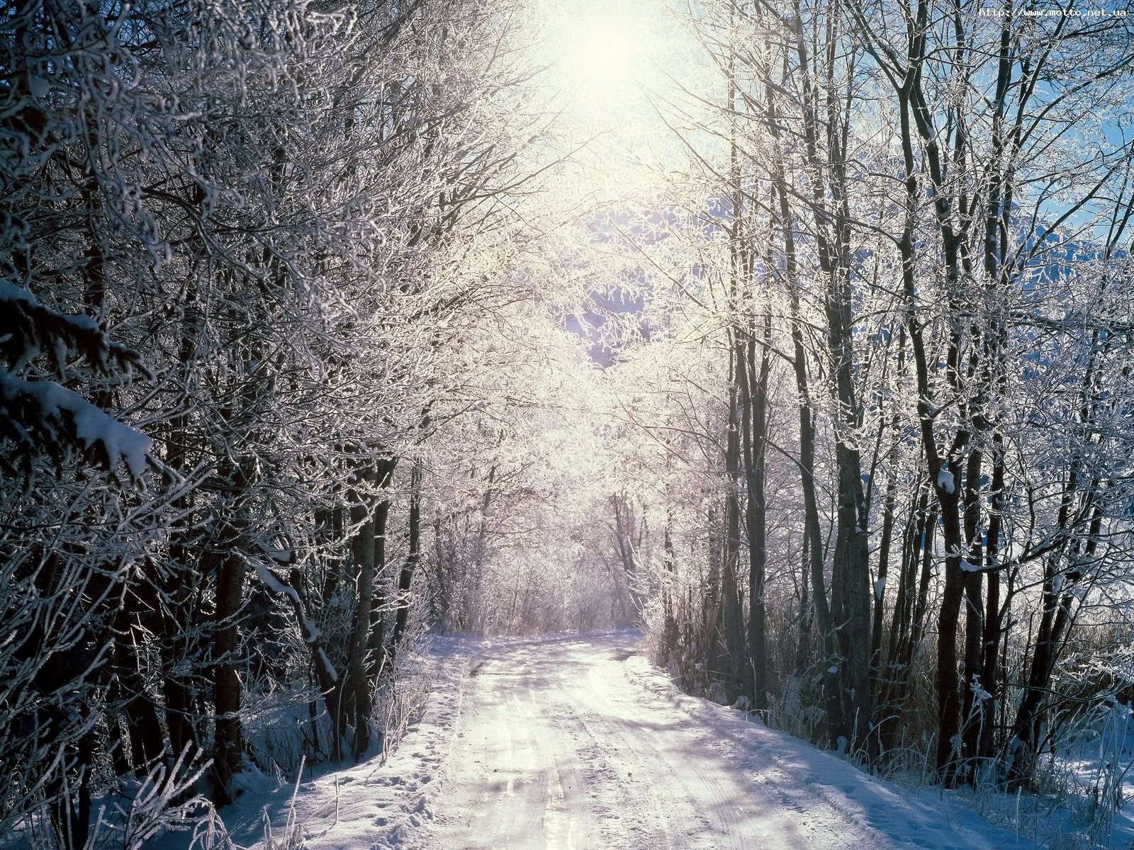 A snow-covered road winds through a forest with trees laden with frost and snow.