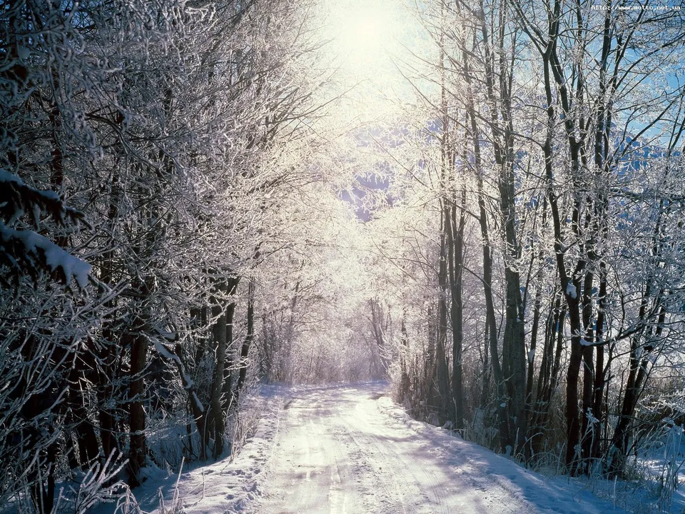 A snow-covered road winds through a forest with trees laden with frost and snow.