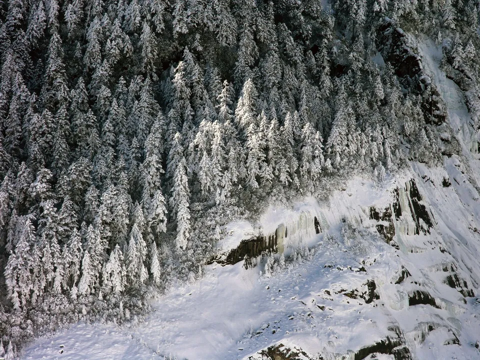 A dense forest of snow-covered pine trees on a steep, rocky slope with ice formations.